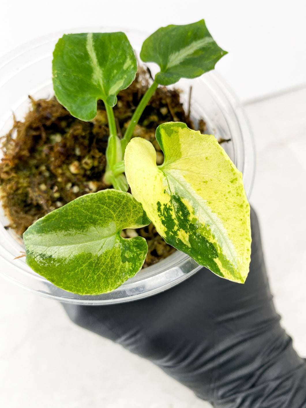 Syngonium Scrambled Eggs 4 leaves
