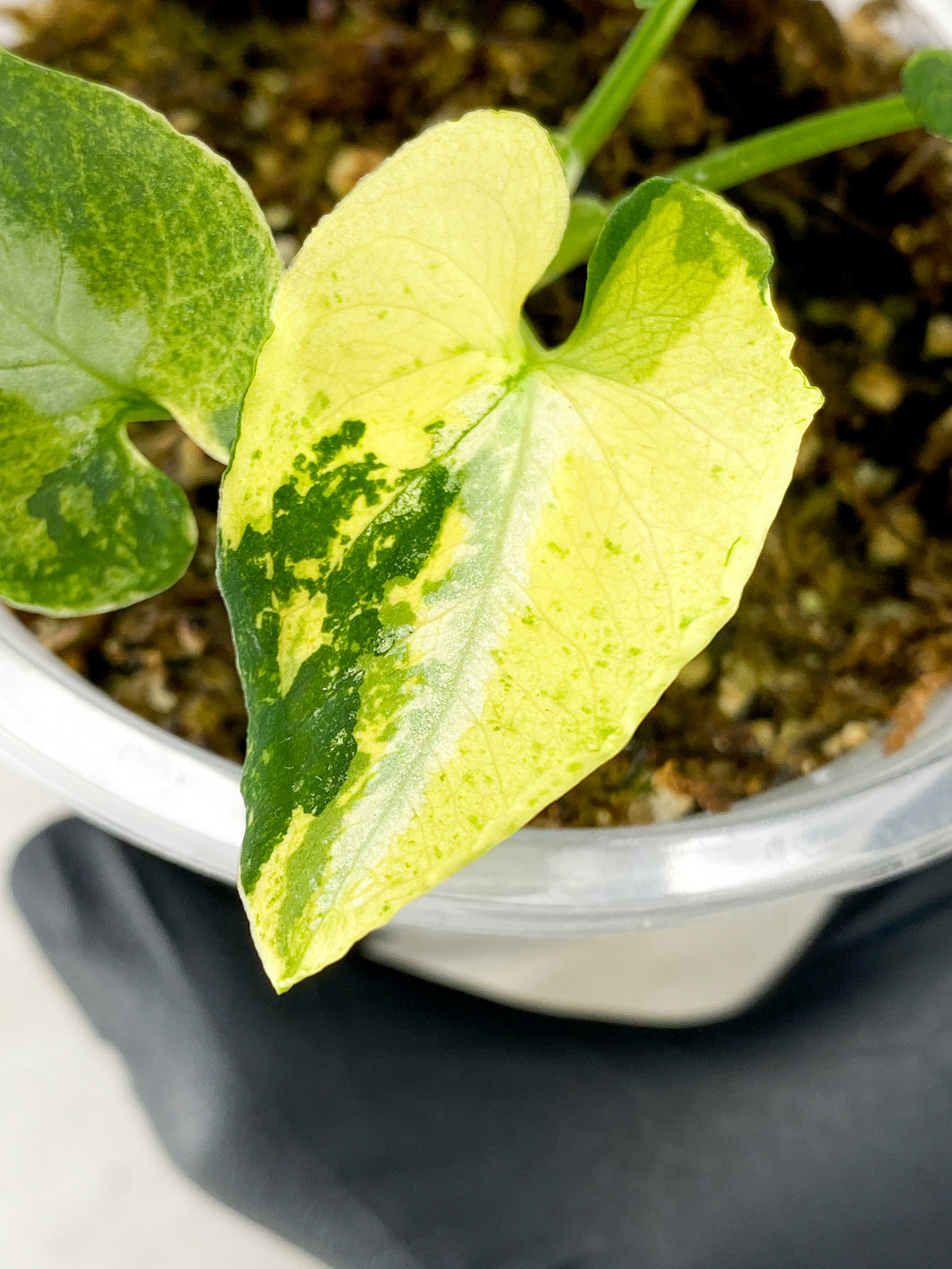 Syngonium Scrambled Eggs 4 leaves
