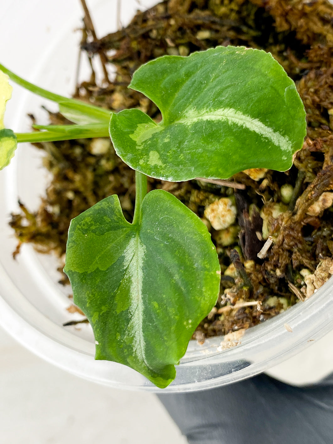 Syngonium Scrambled Eggs 4 leaves