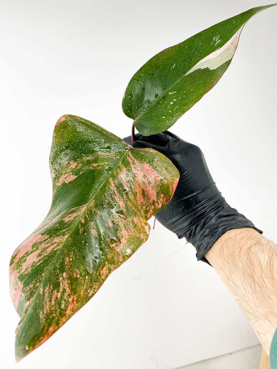 Combo Deal! Philodendron Strawberry Shake and Philodendron Pink Princess