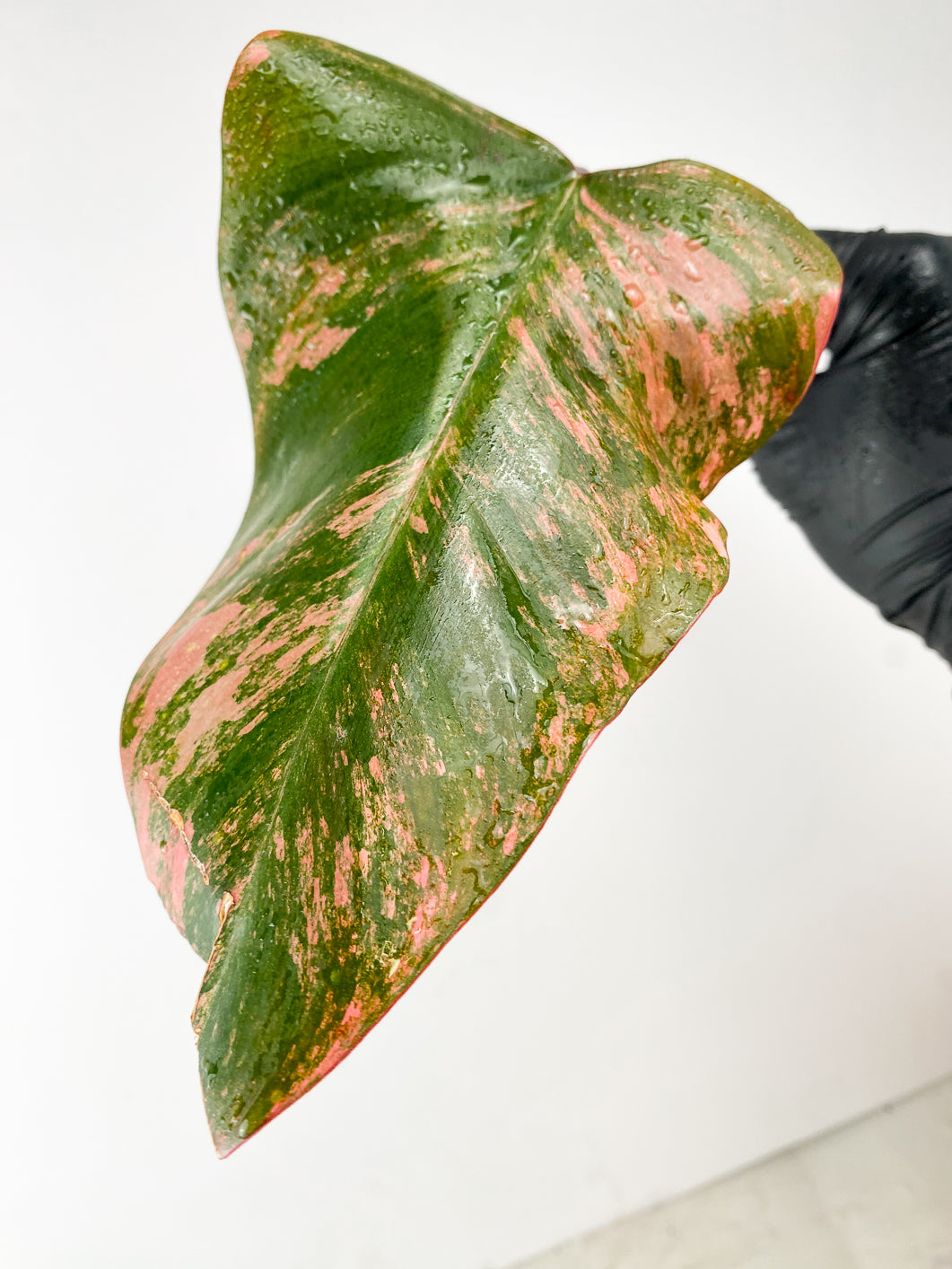 Combo Deal! Philodendron Strawberry Shake and Philodendron Pink Princess