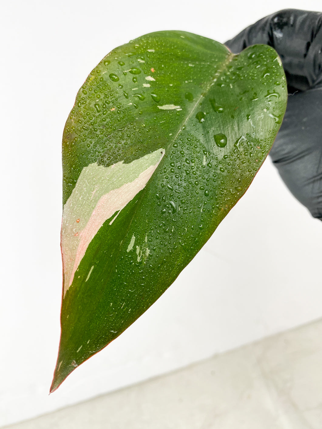 Combo Deal! Philodendron Strawberry Shake and Philodendron Pink Princess