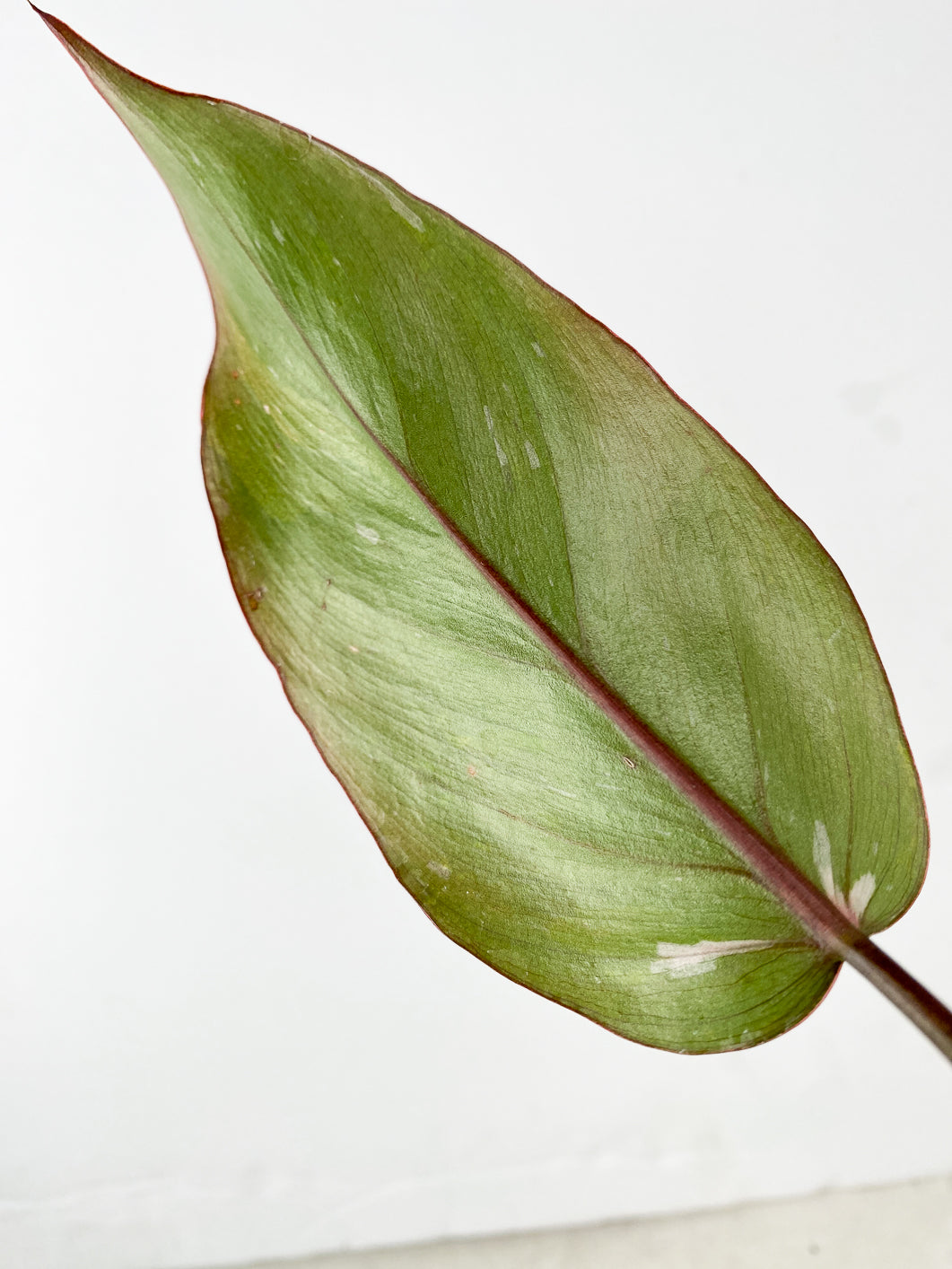 Combo Deal! Philodendron Strawberry Shake and Philodendron Pink Princess