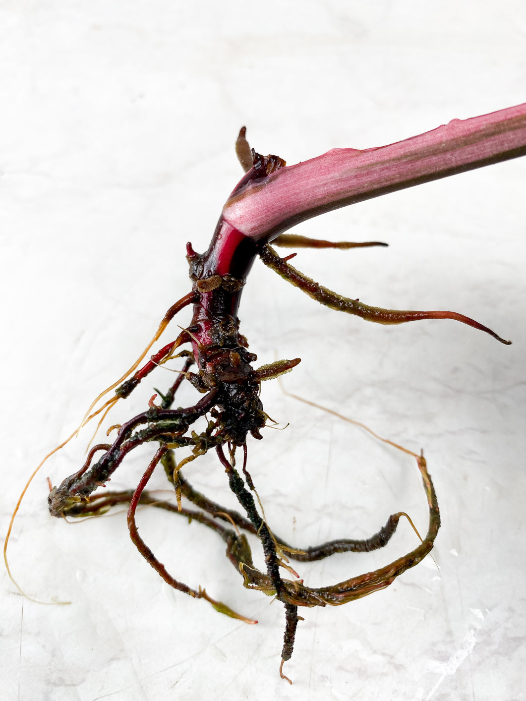 Combo Deal! Philodendron Strawberry Shake and Philodendron Pink Princess