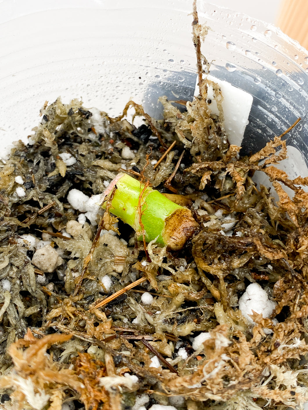 Combo Deal! Scindapsus Snake Scale and Monstera Adansonii Albo Tricolor Node