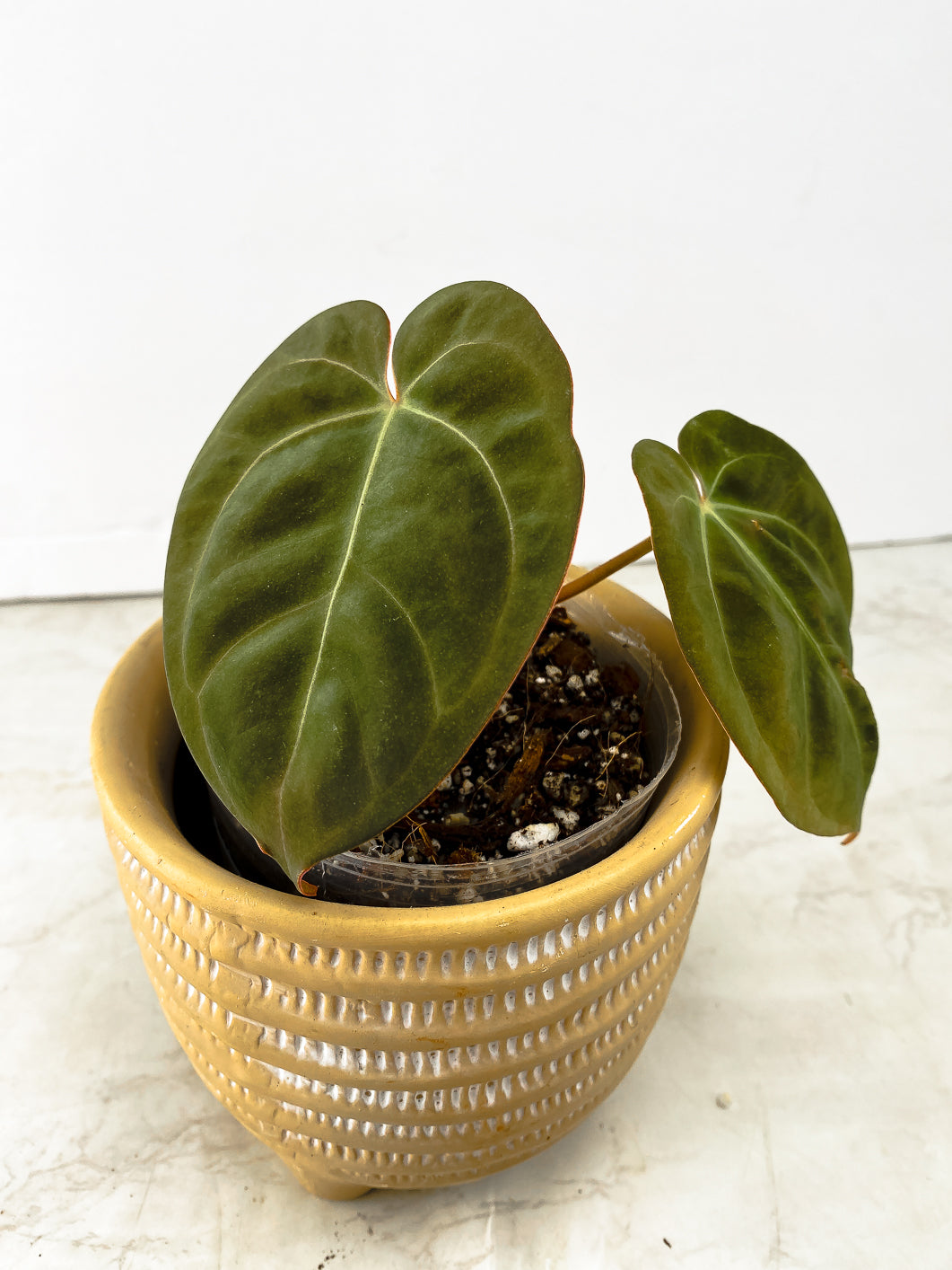 Anthurium Dark Phoenix 3 leaves