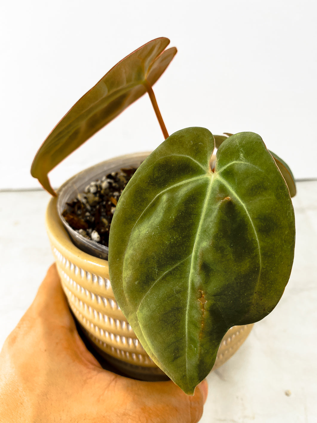 Anthurium Dark Phoenix 3 leaves