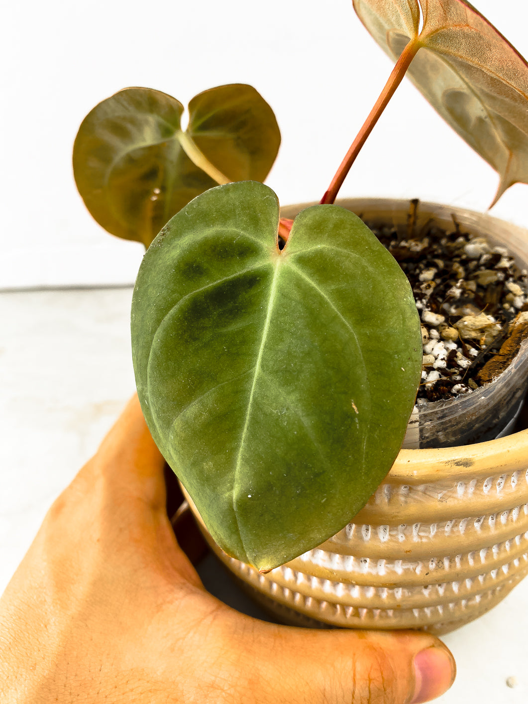 Anthurium Dark Phoenix 3 leaves