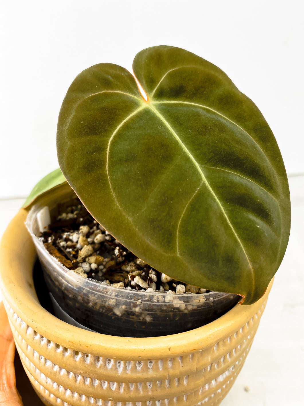 Anthurium Dark Phoenix 3 leaves