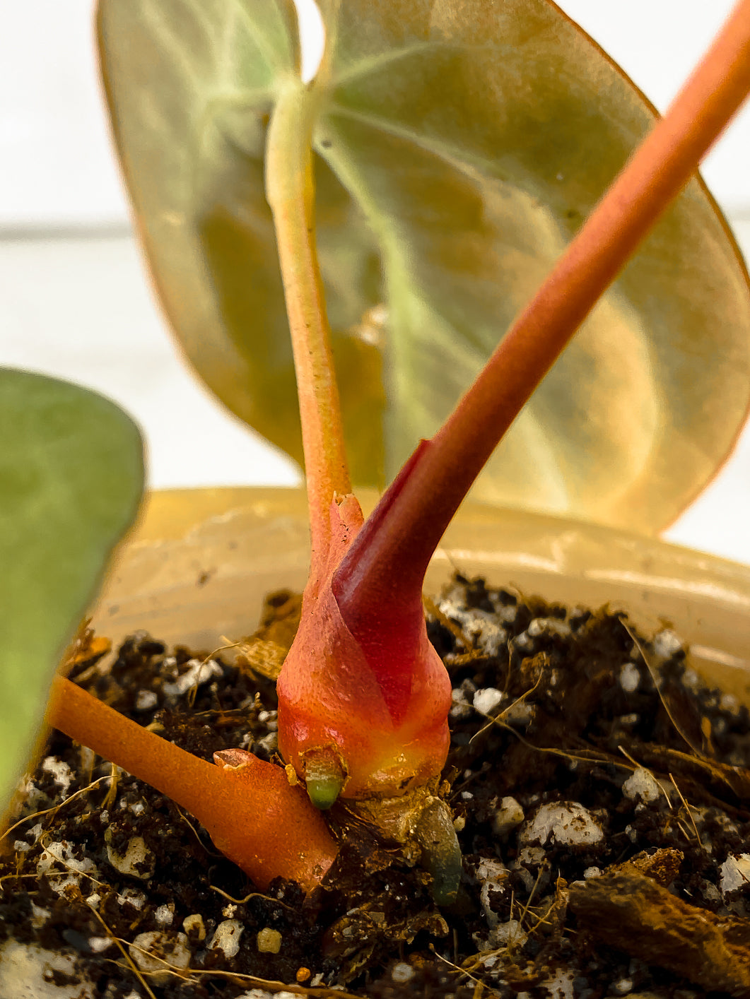 Anthurium Dark Phoenix 3 leaves
