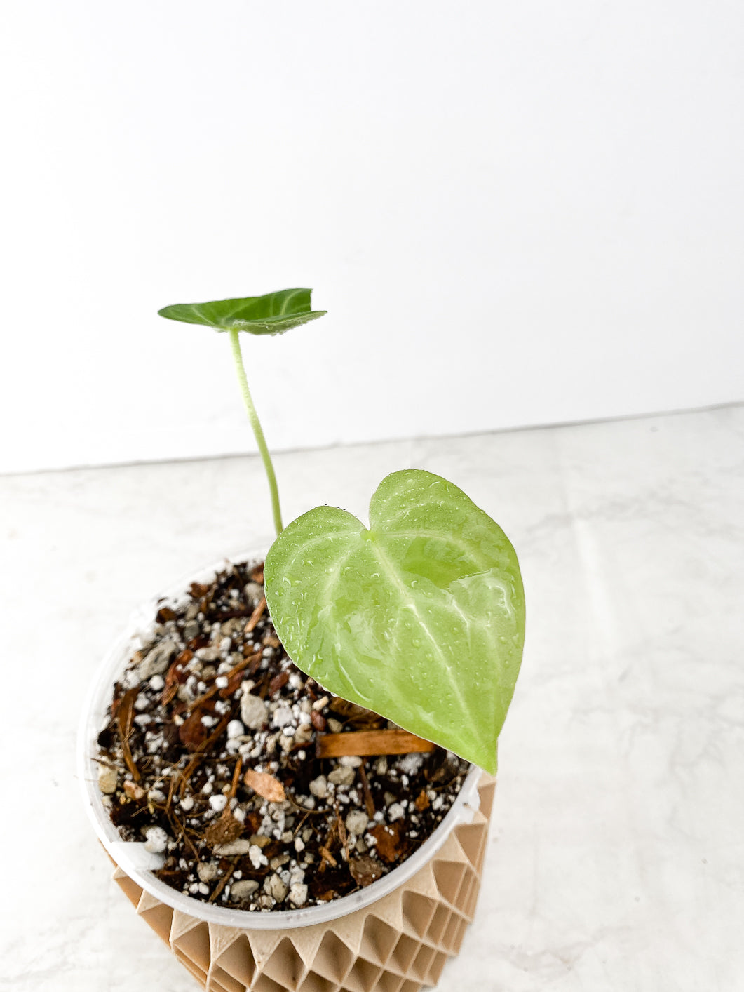 Anthurium Clarinervium x Pedatoradiatum Rooted 2 leaves
