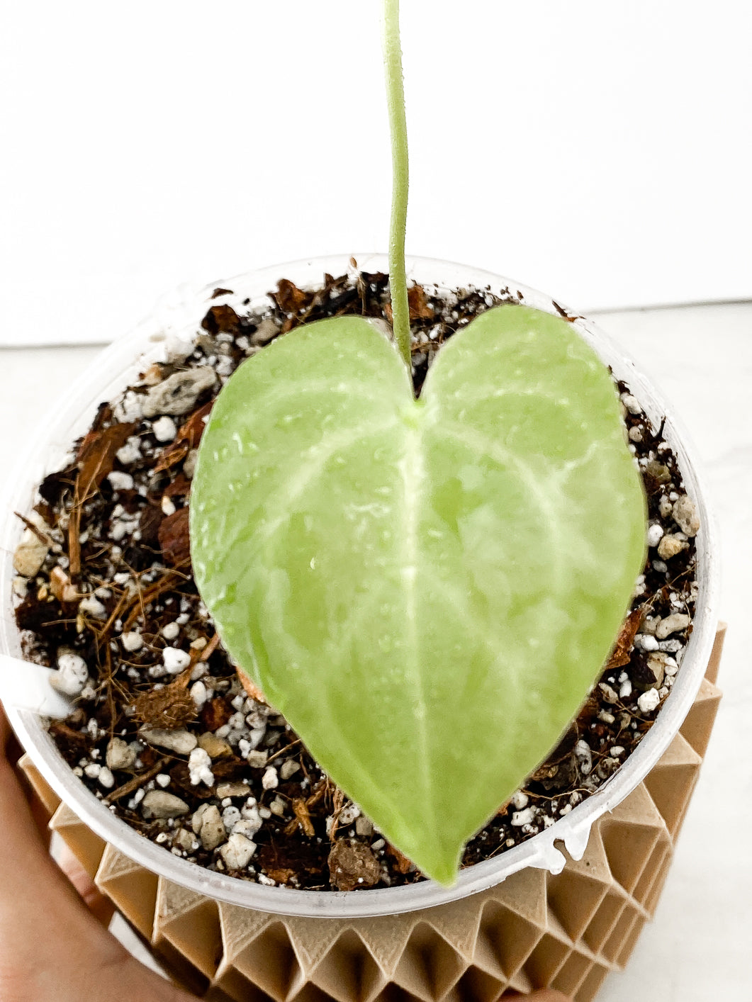 Anthurium Clarinervium x Pedatoradiatum Rooted 2 leaves