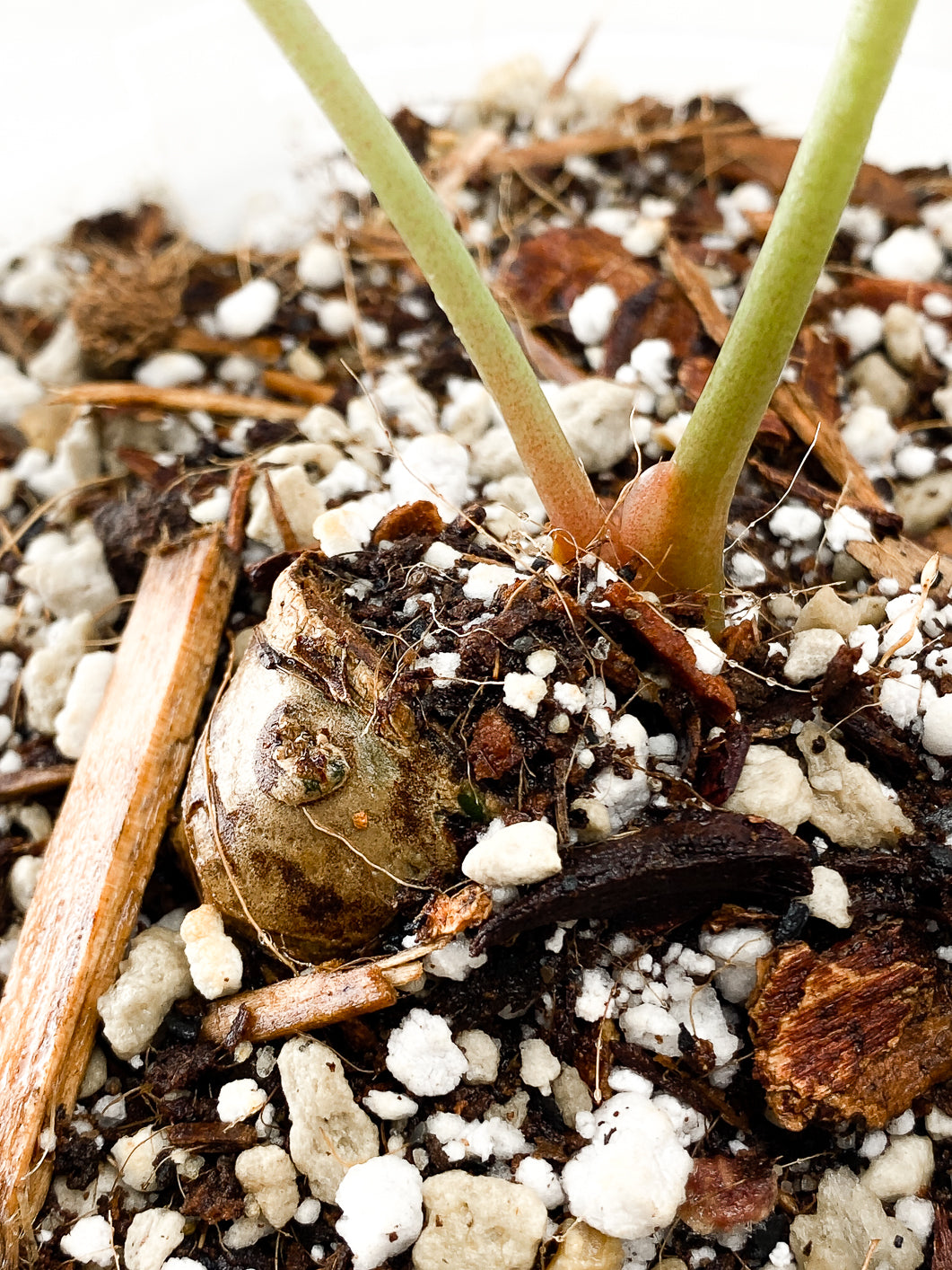 Anthurium Clarinervium x Pedatoradiatum Rooted 2 leaves