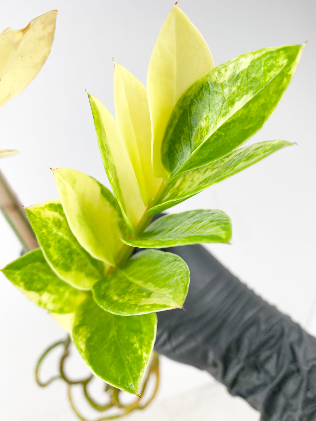 Variegated ZZ plant 2 stalks high variegation