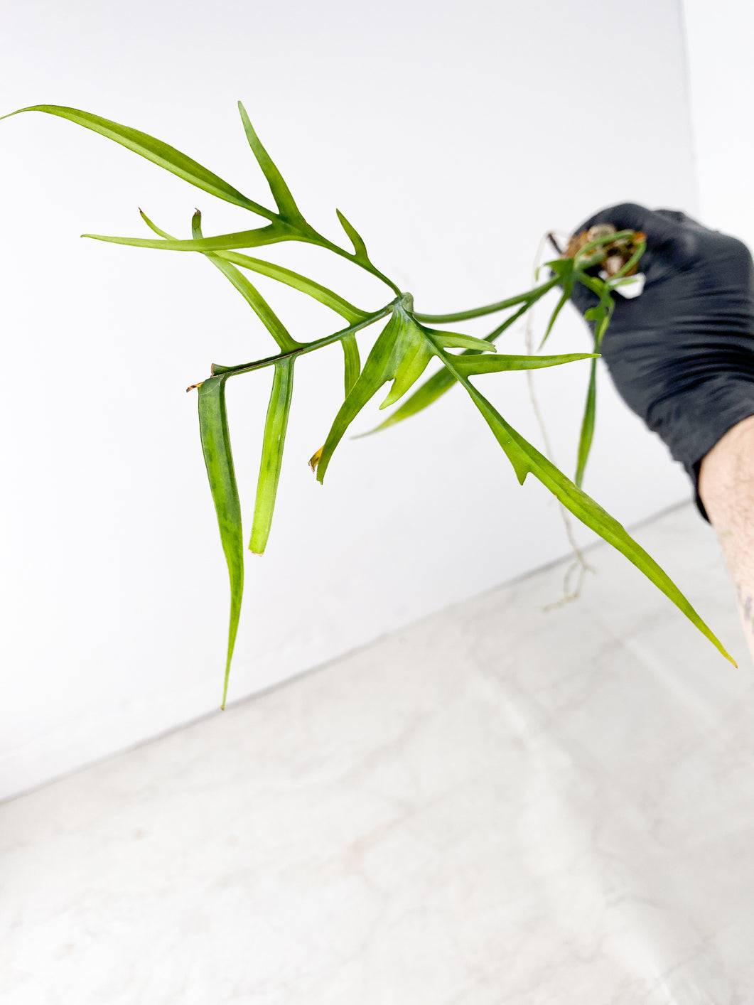 Philodendron Polypodioides 3 leaves multiple nodes