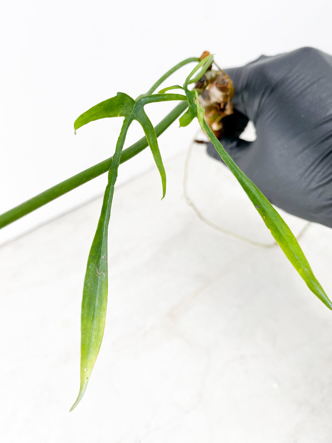 Philodendron Polypodioides 3 leaves multiple nodes