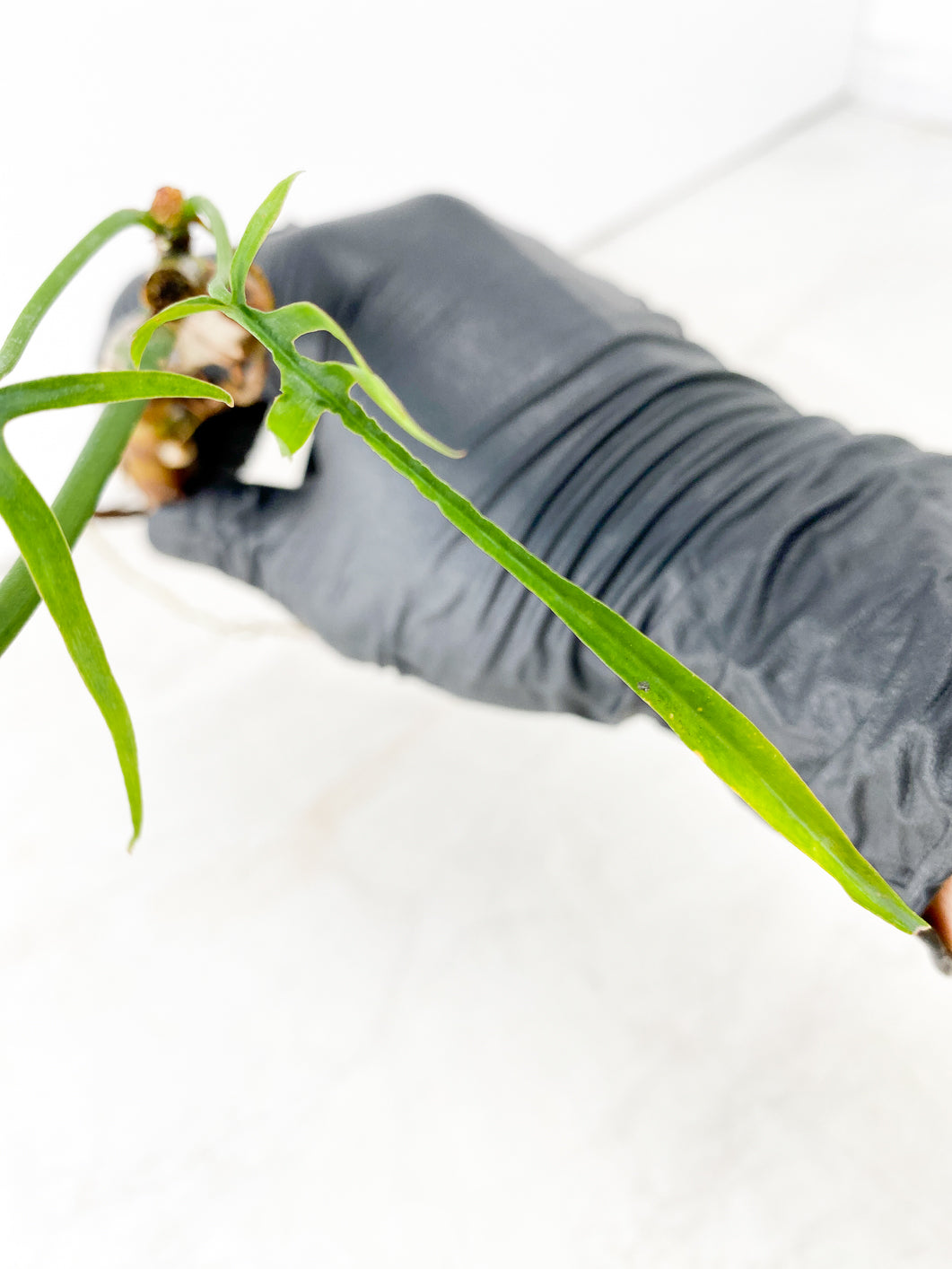 Philodendron Polypodioides 3 leaves multiple nodes