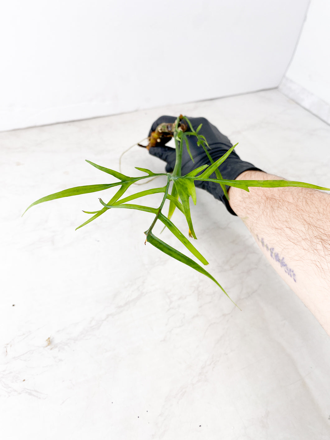 Philodendron Polypodioides 3 leaves multiple nodes