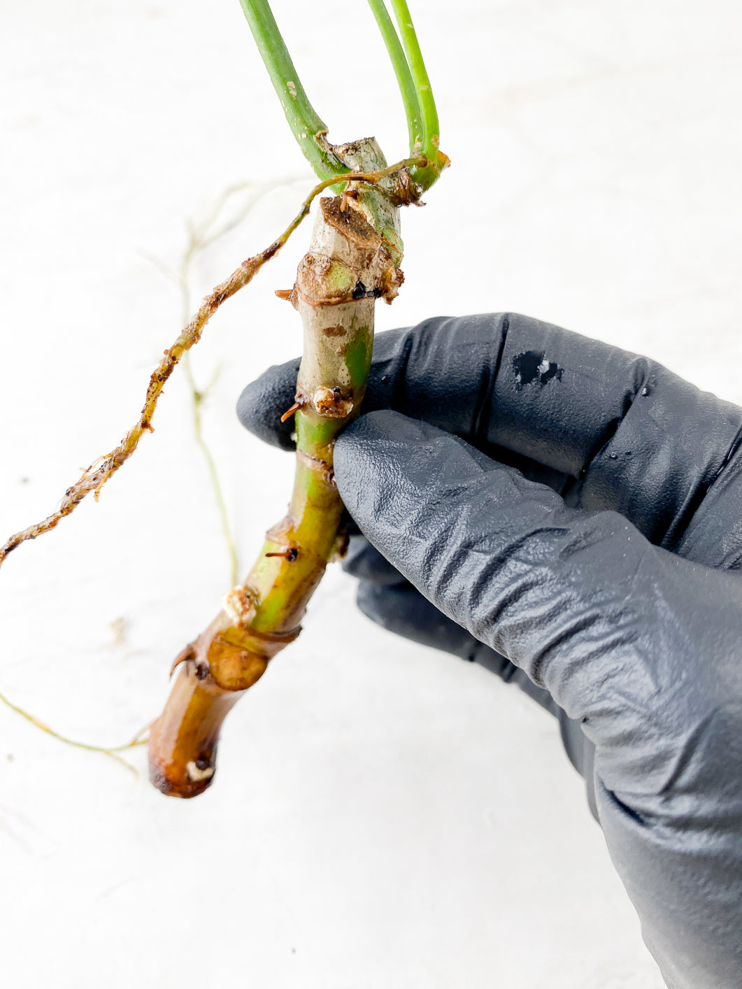 Philodendron Polypodioides 3 leaves multiple nodes