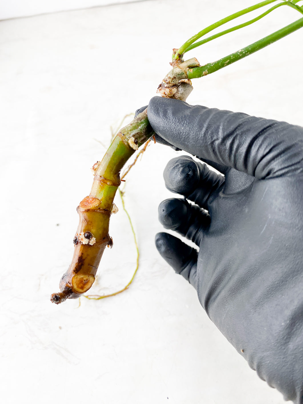 Philodendron Polypodioides 3 leaves multiple nodes