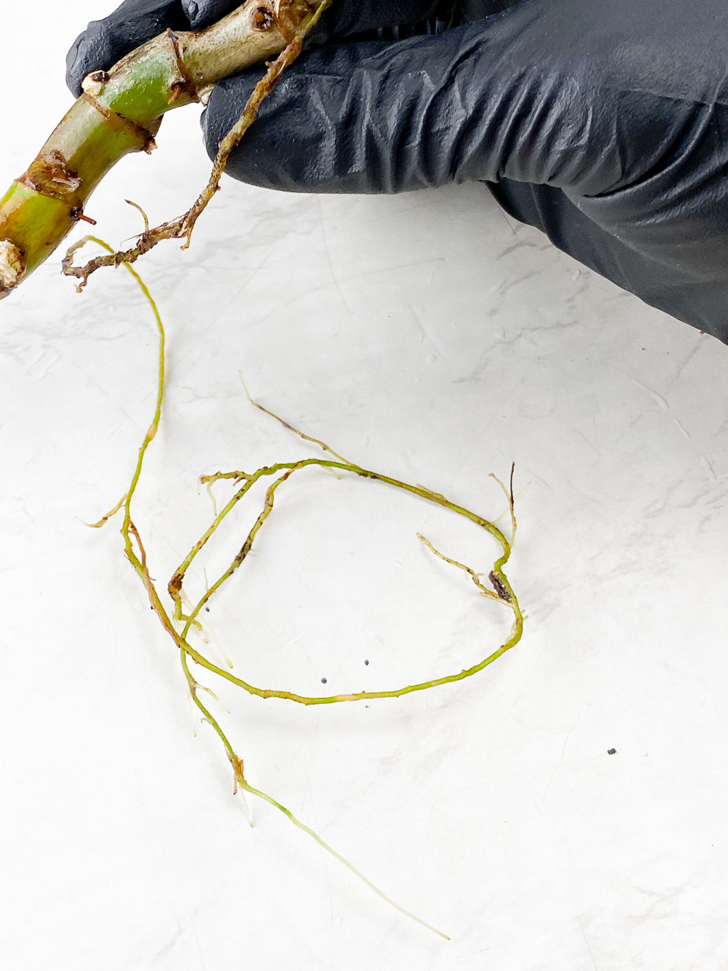 Philodendron Polypodioides 3 leaves multiple nodes