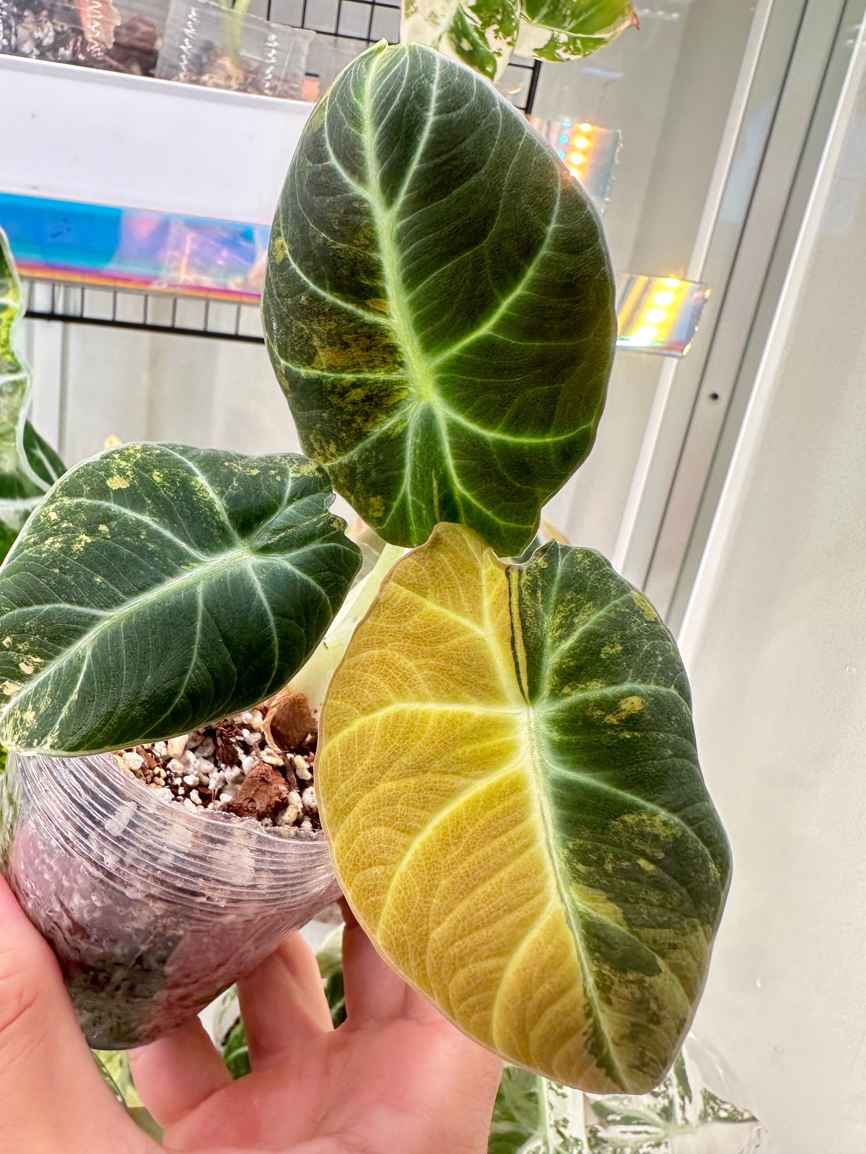Alocasia Black Velvet Gold Variegated ROOTED Free 2nd express shipping