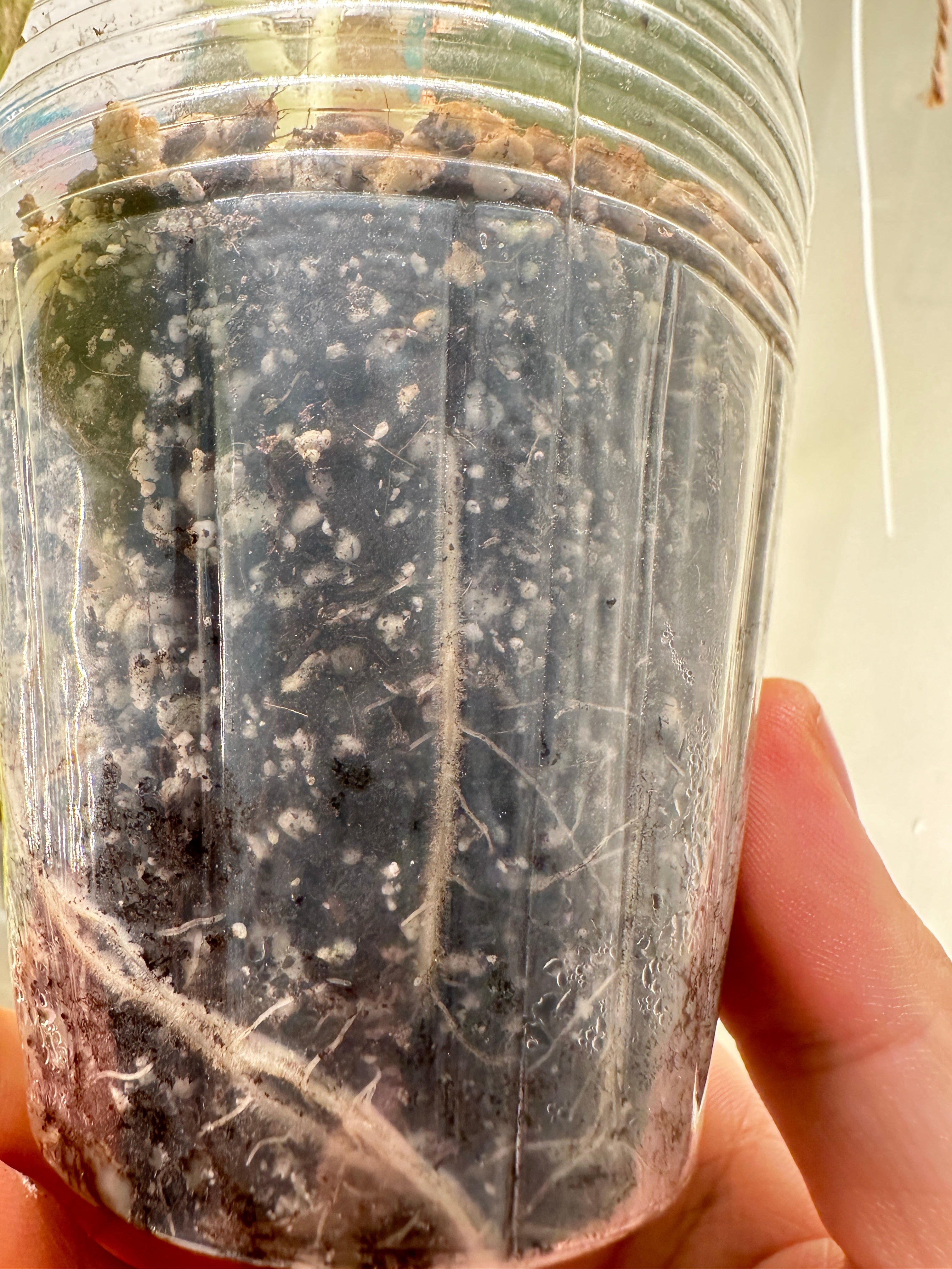 Alocasia Black Velvet Gold Variegated ROOTED Free 2nd express shipping