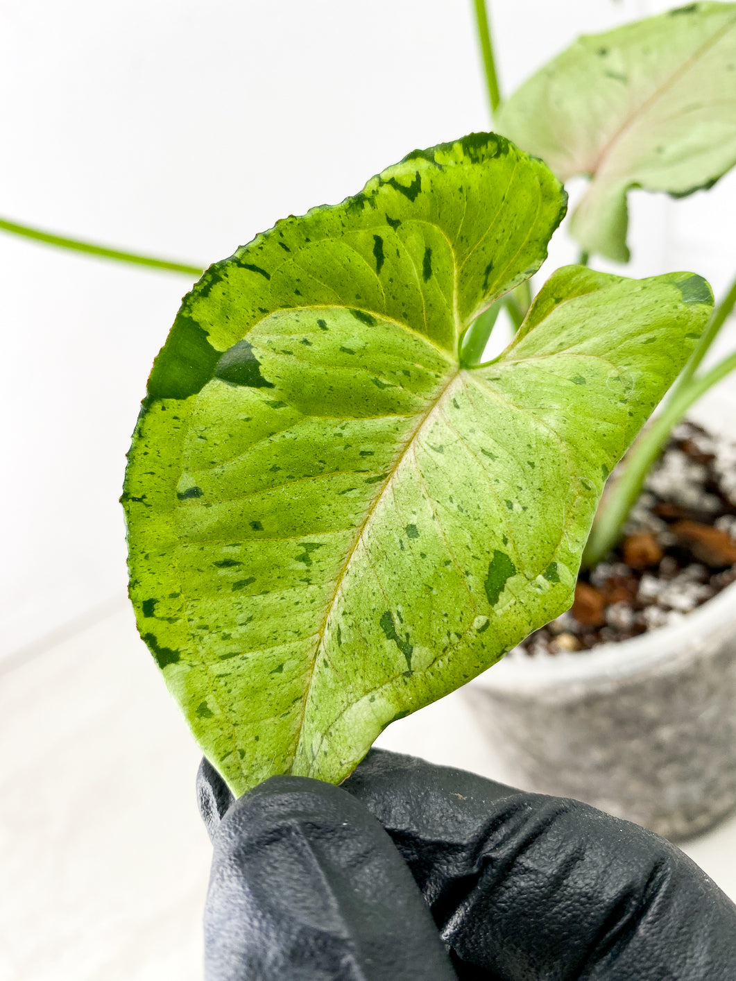 Syngonium Green Splash 6 leaf top cutting