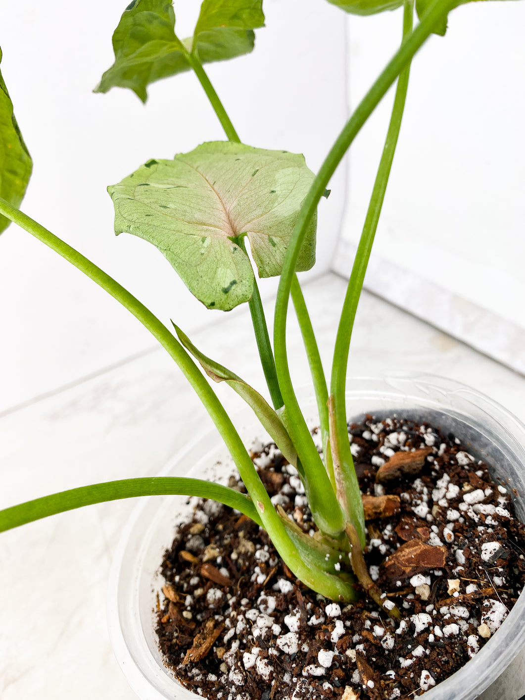 Syngonium Green Splash 6 leaf top cutting