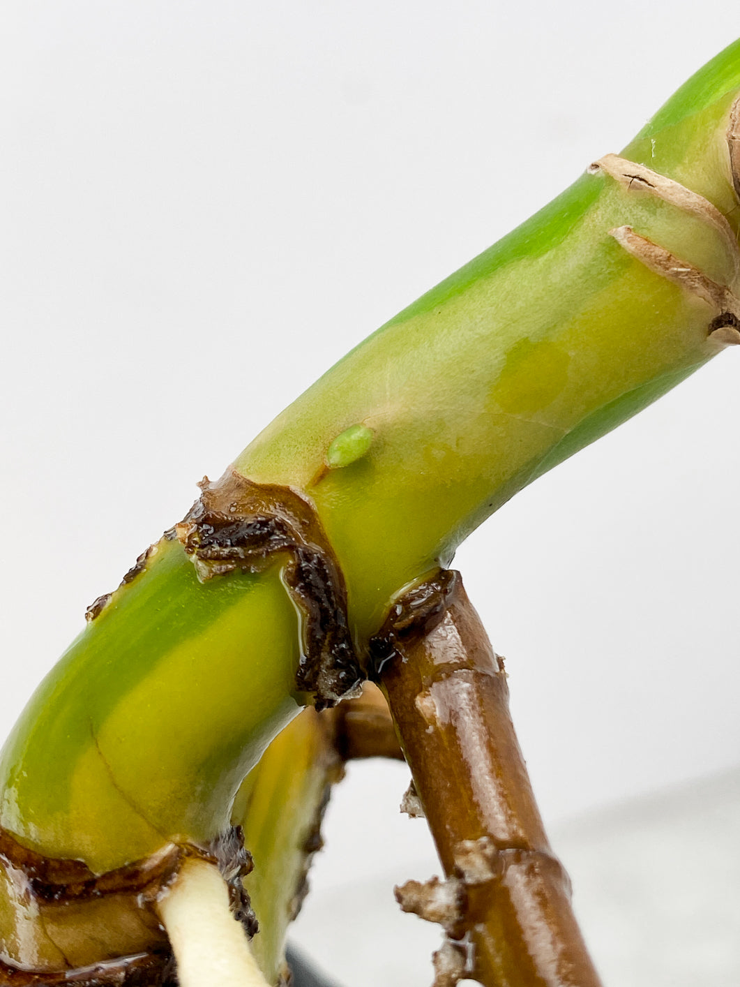 Monstera Aurea Tricolor multiple nodes
