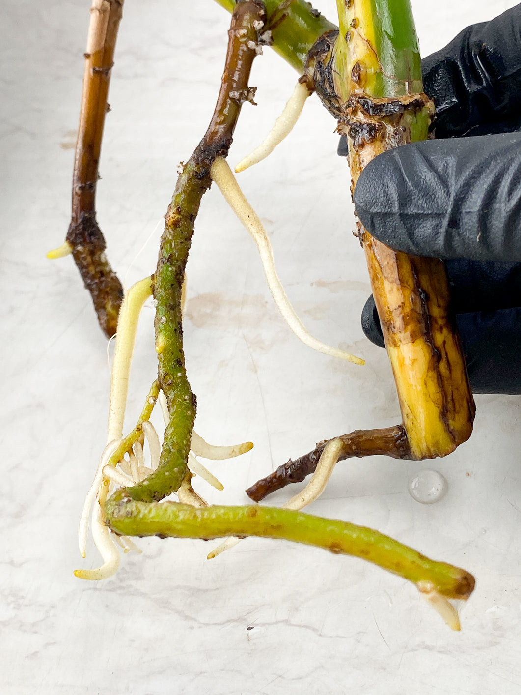 Monstera Aurea Tricolor multiple nodes