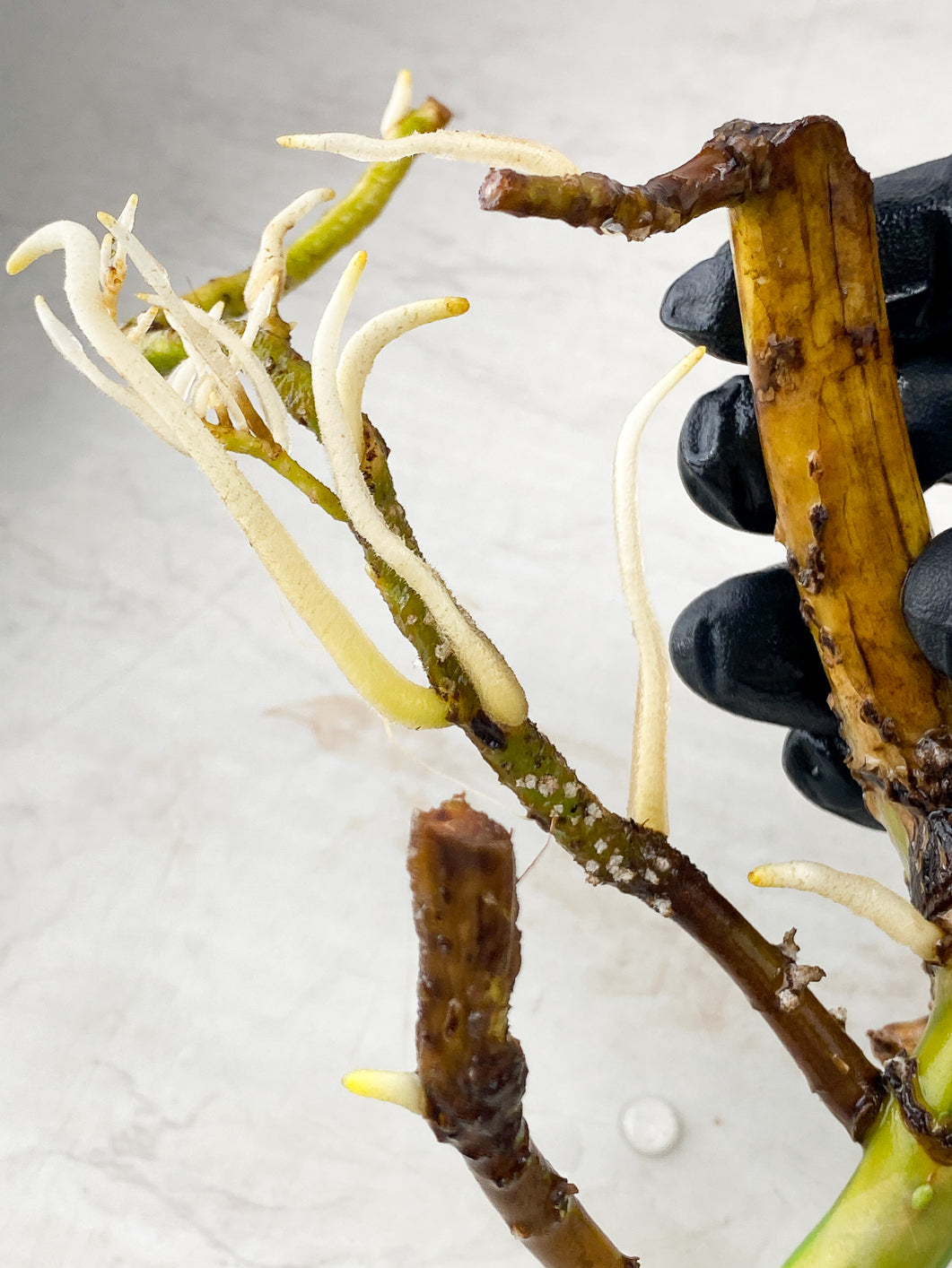 Monstera Aurea Tricolor multiple nodes