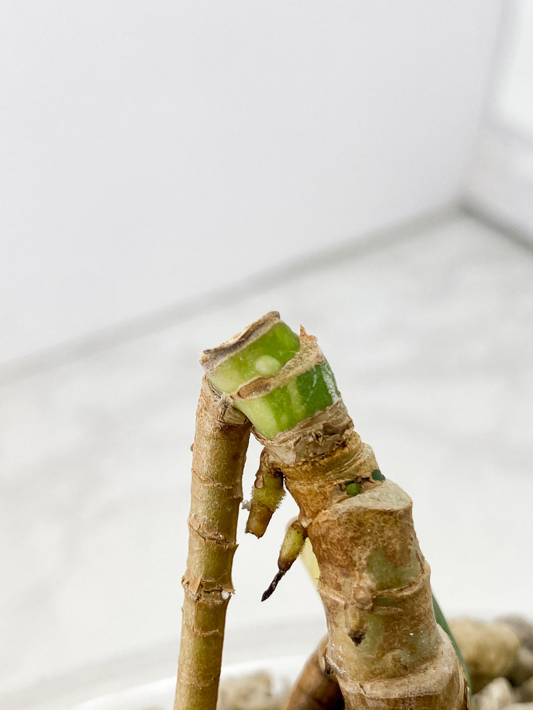 Monstera Aurea Tricolor multiple nodes