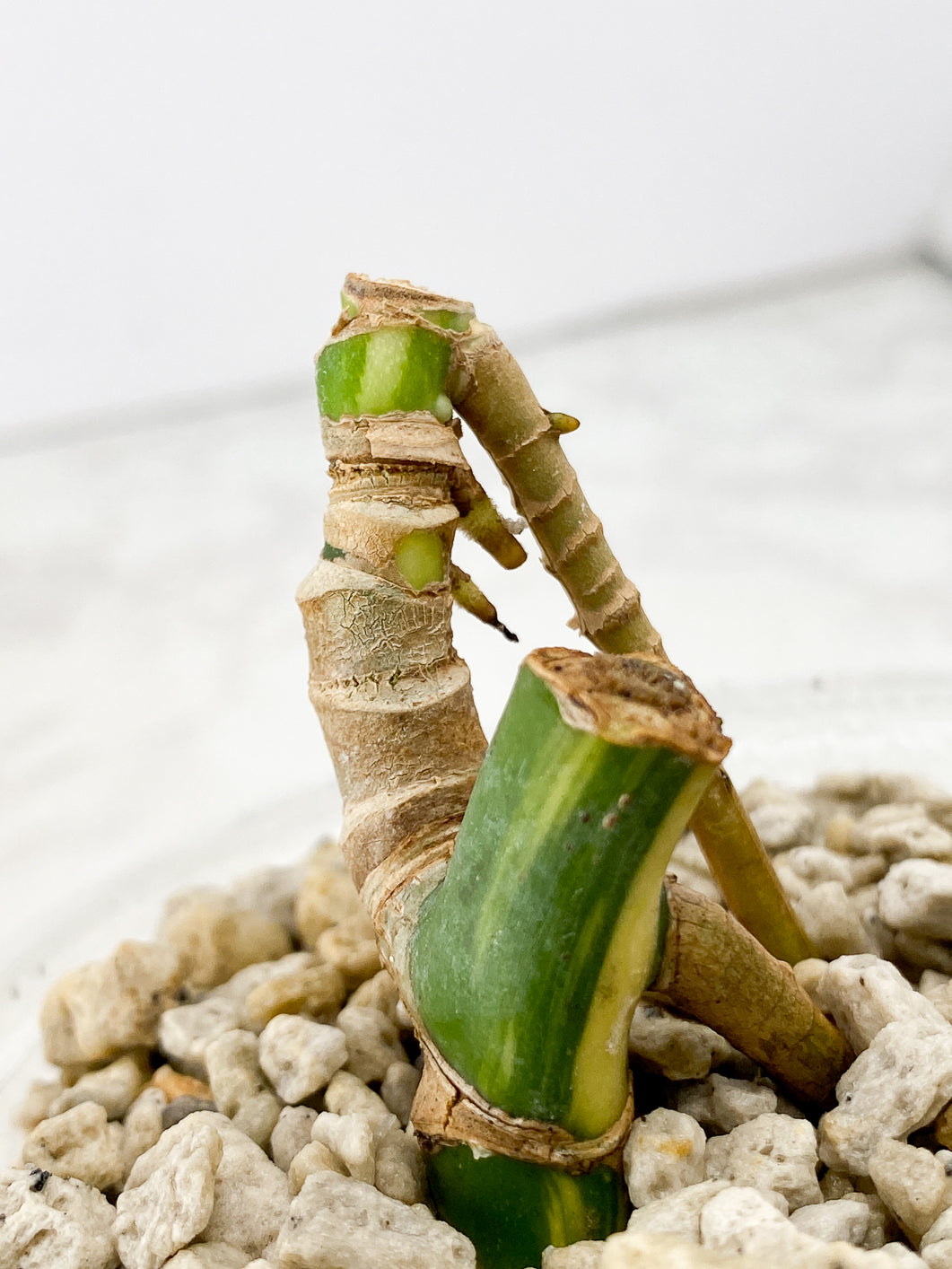 Monstera Aurea Tricolor multiple nodes