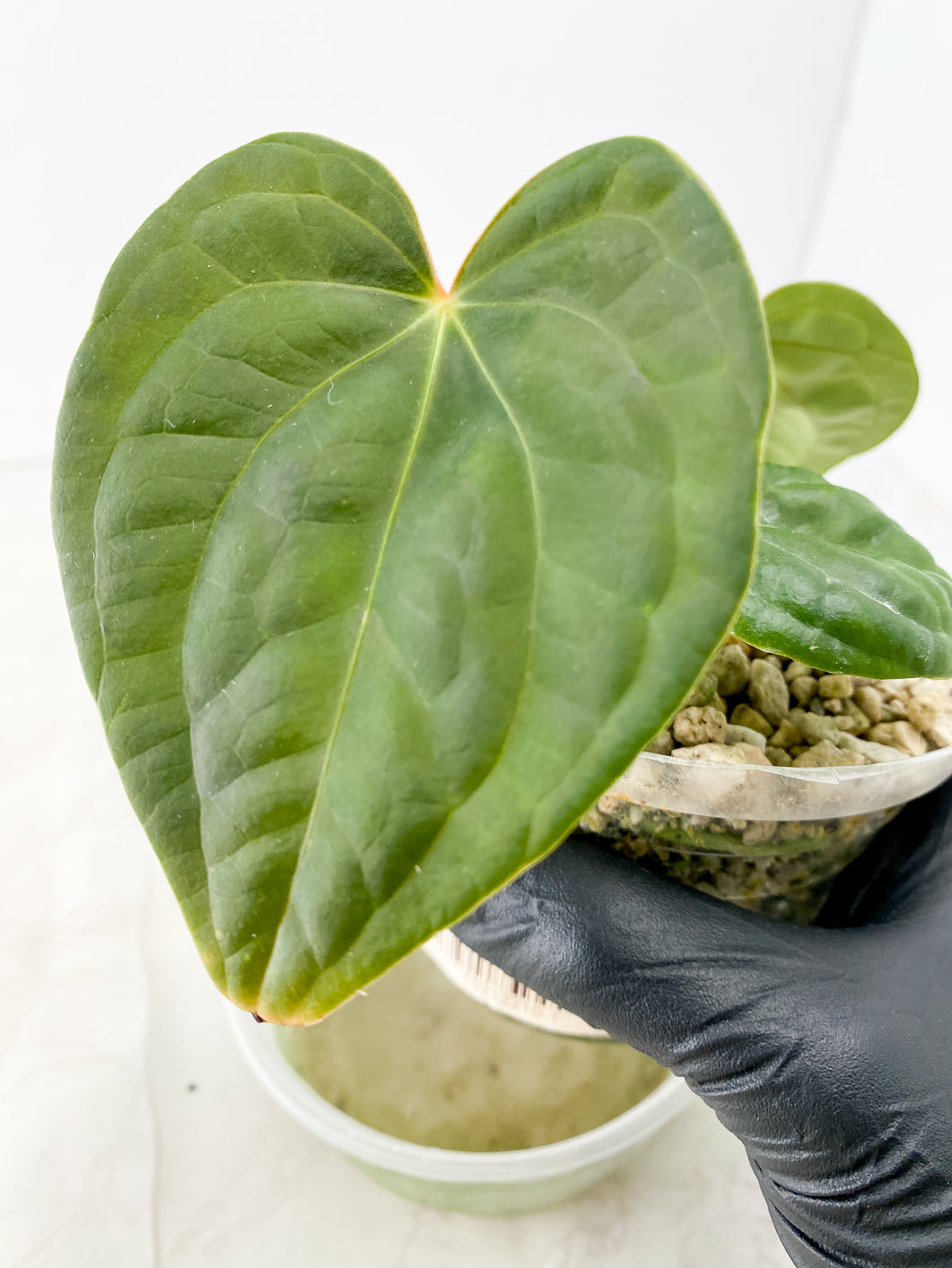 Anthurium Luxurians x Regale 4 leaves
