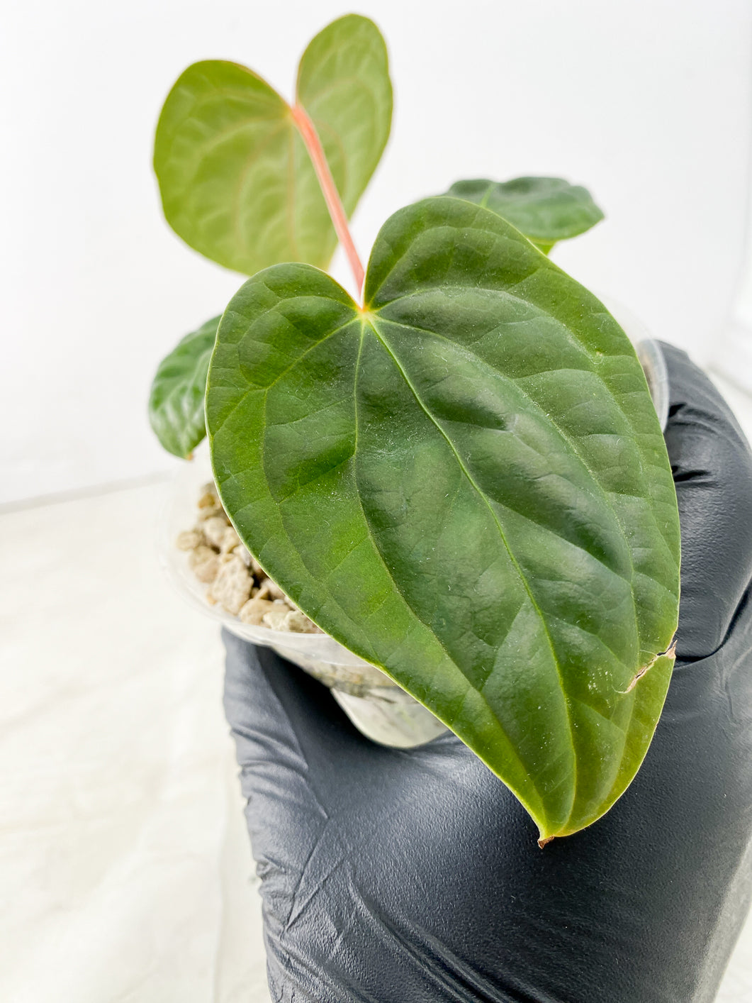 Anthurium Luxurians x Regale 4 leaves