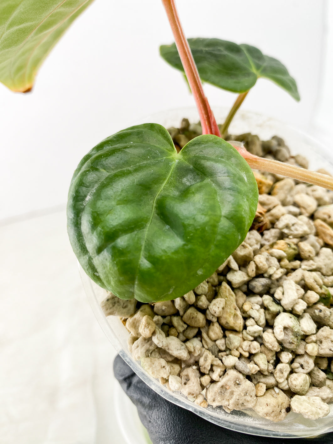 Anthurium Luxurians x Regale 4 leaves