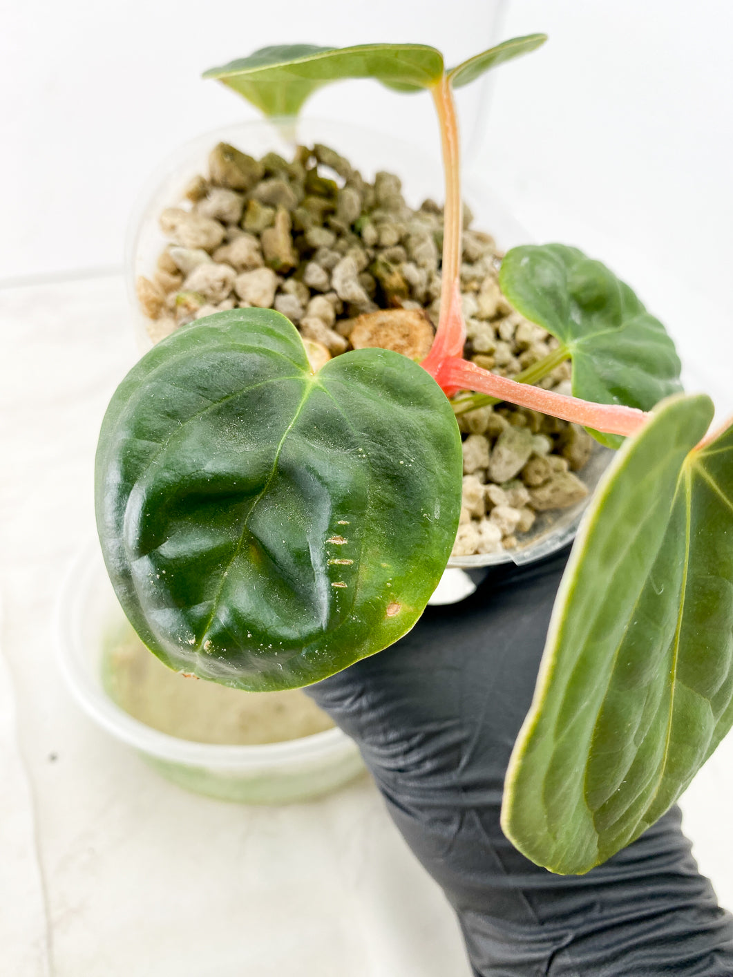 Anthurium Luxurians x Regale 4 leaves