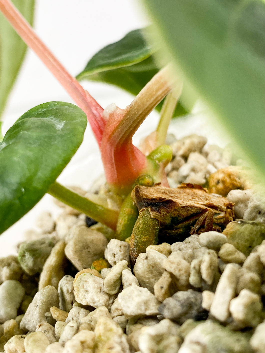 Anthurium Luxurians x Regale 4 leaves