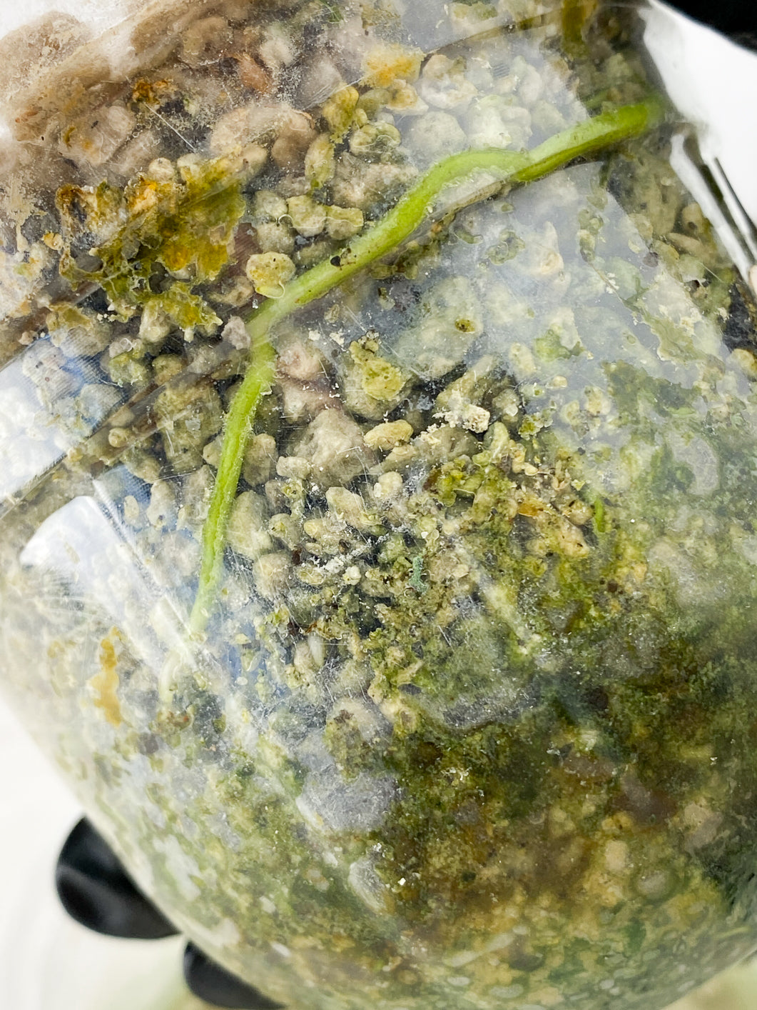 Anthurium Luxurians x Regale 4 leaves