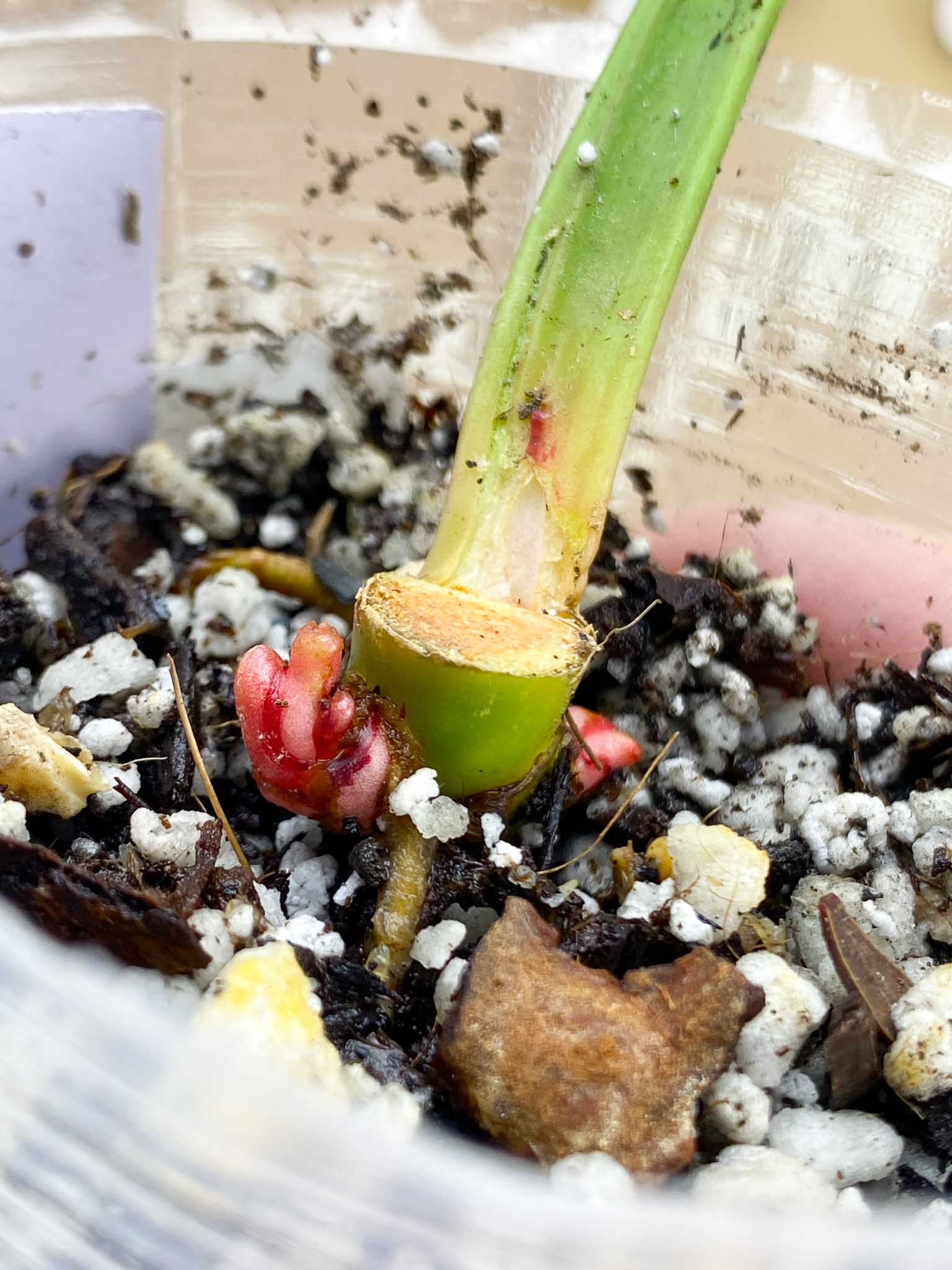 *Philodendron Red Moon Variegated 1 Node 2 Sprouts Rooting