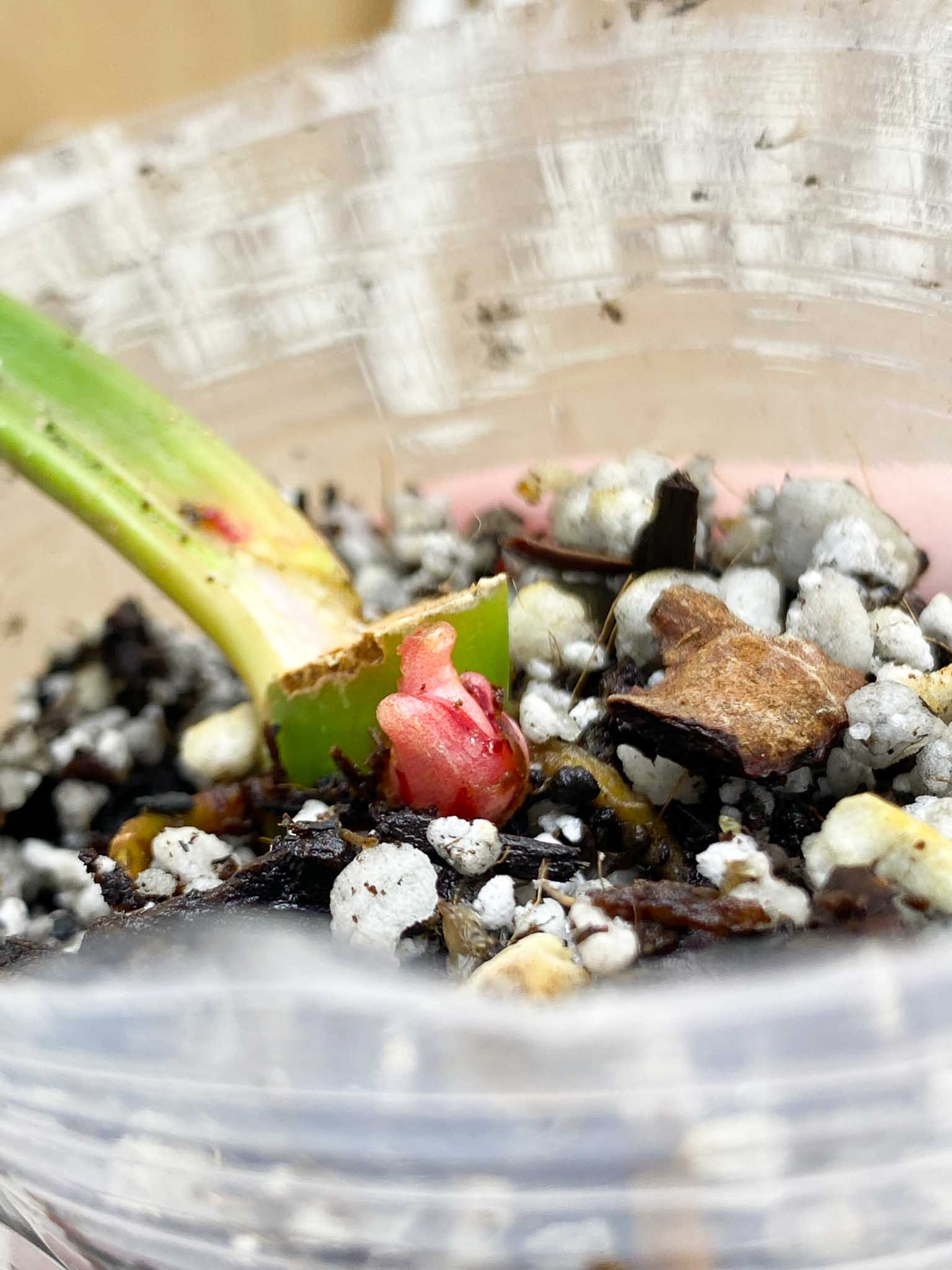 *Philodendron Red Moon Variegated 1 Node 2 Sprouts Rooting