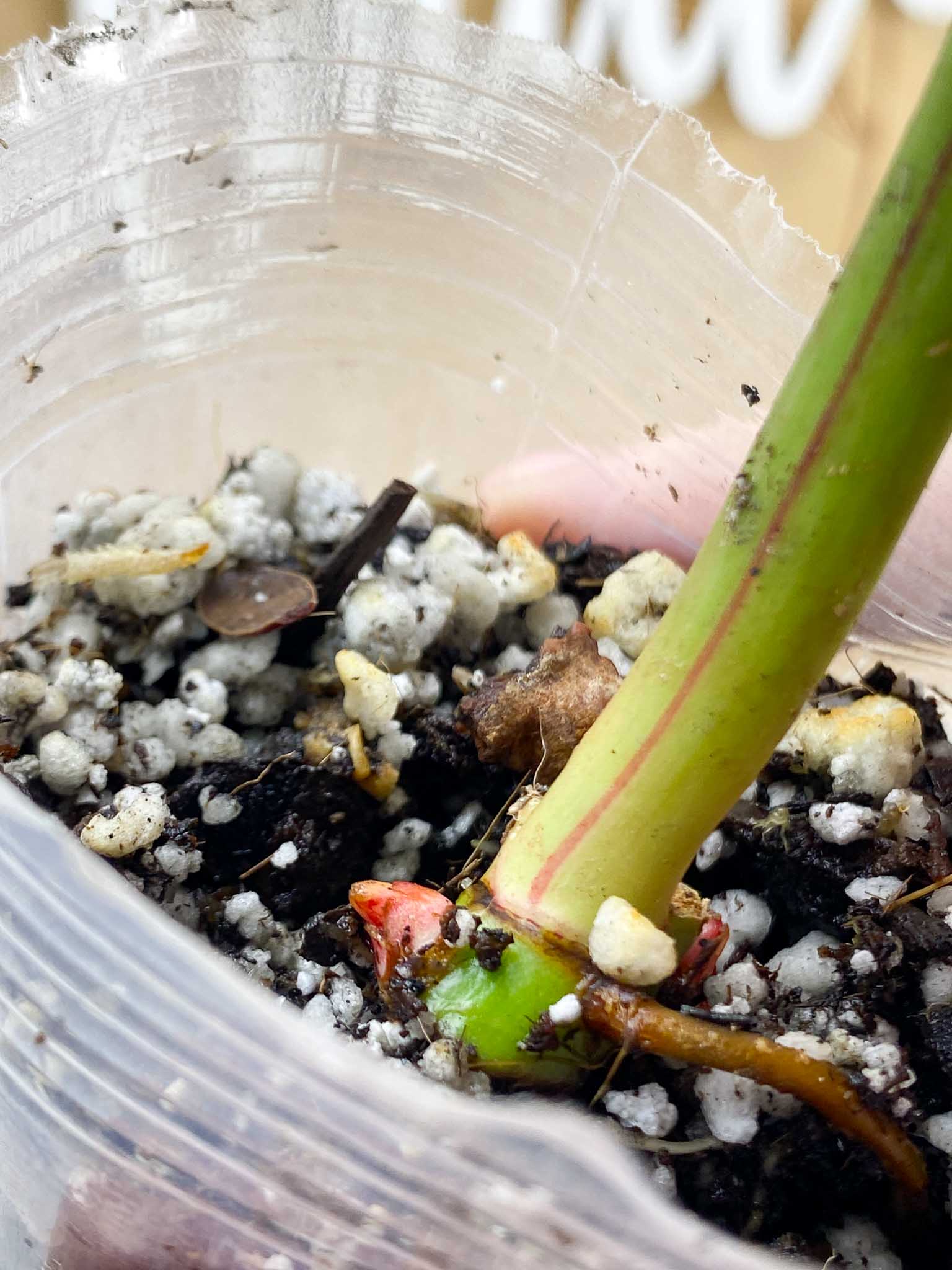 *Philodendron Red Moon Variegated 1 Node 2 Sprouts Rooting