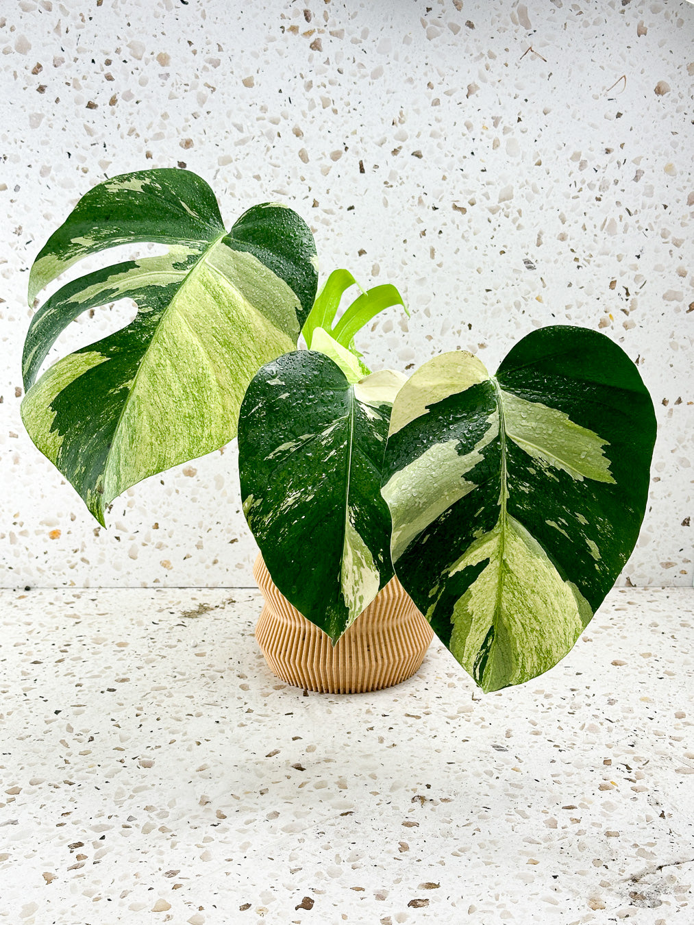 Monstera Mint Variegated FREE EXPRESS SHIPPING