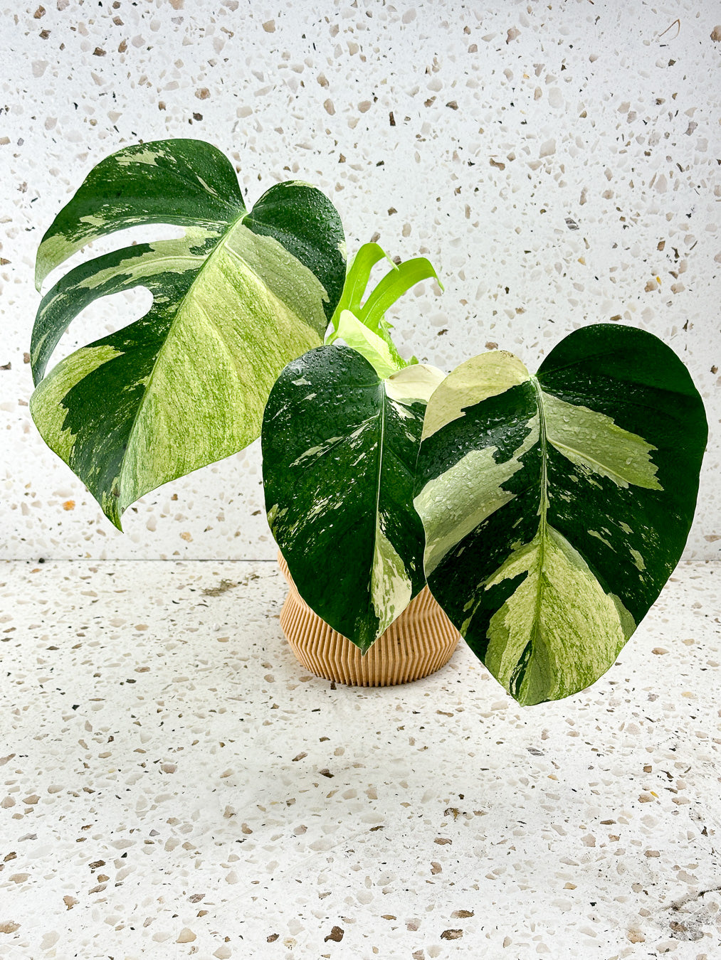 Monstera Mint Variegated FREE EXPRESS SHIPPING