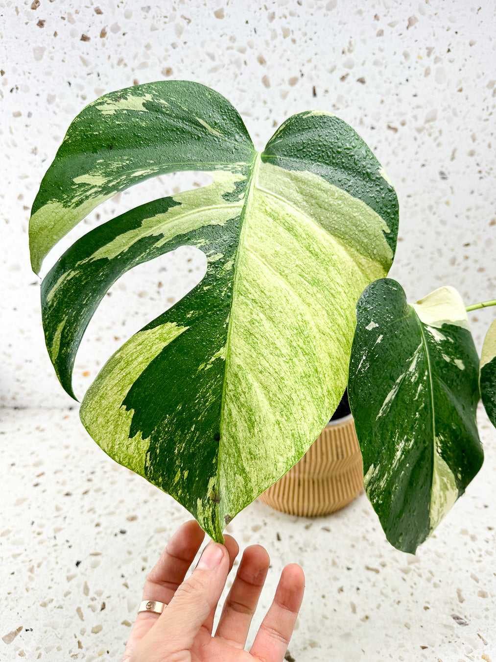 Monstera Mint Variegated FREE EXPRESS SHIPPING