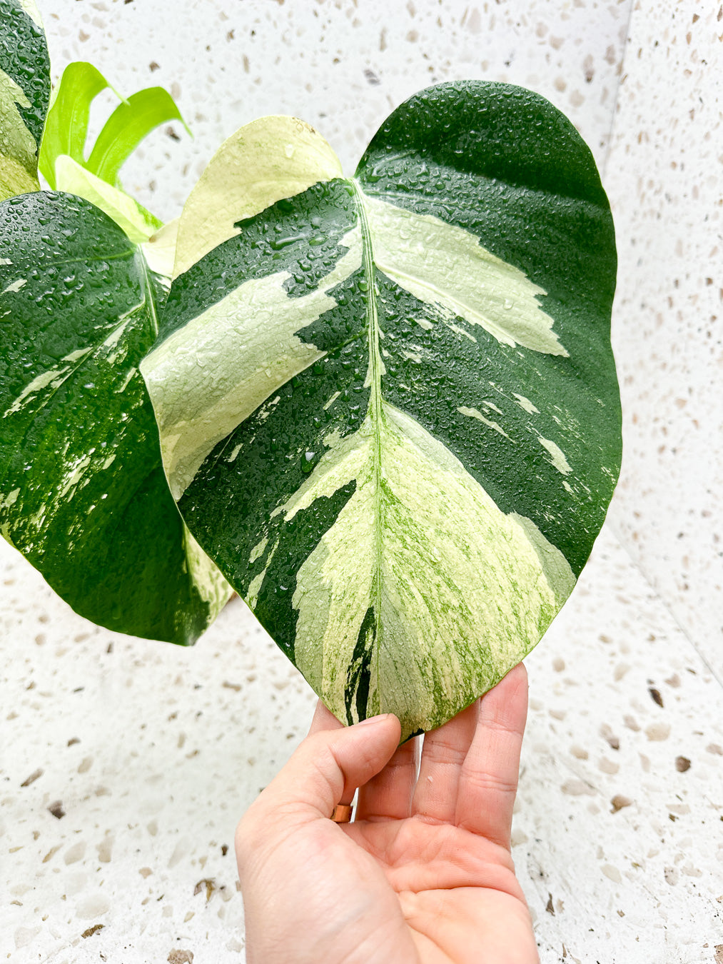 Monstera Mint Variegated FREE EXPRESS SHIPPING