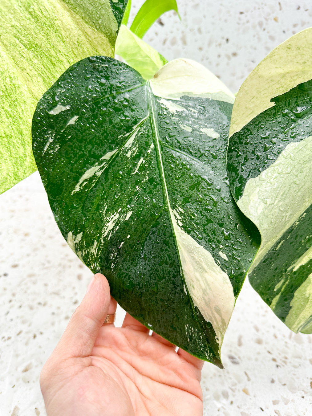 Monstera Mint Variegated FREE EXPRESS SHIPPING