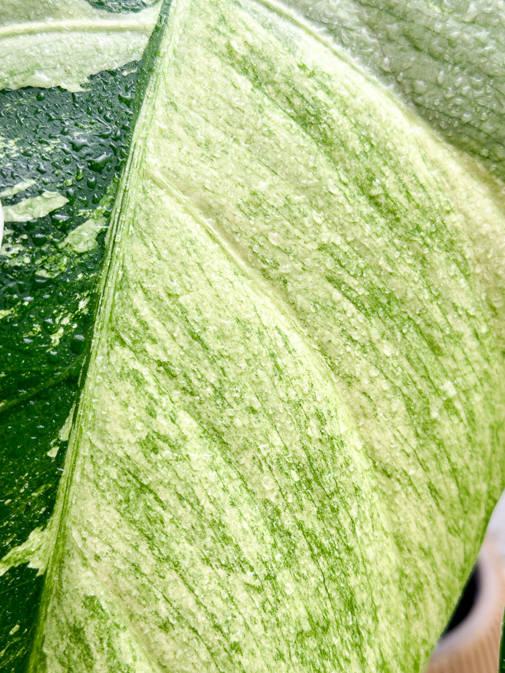 Monstera Mint Variegated FREE EXPRESS SHIPPING