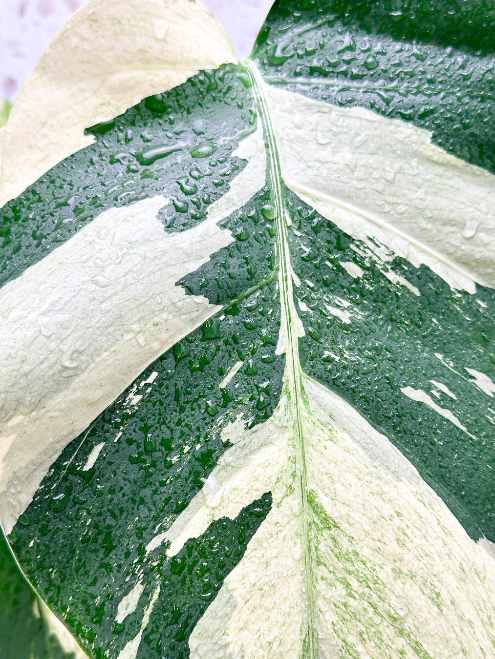 Monstera Mint Variegated FREE EXPRESS SHIPPING